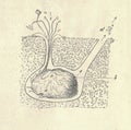 Antique engraved illustration of Echinocardium cordatum. Vintage illustration of the common heart urchin. Old engraved