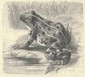 Antique engraved illustration of the edible frog. Vintage illustration of edible frog. Old engraved picture of the