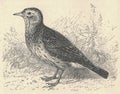 Antique engraved illustration of the Eurasian skylark. Vintage illustration of the Eurasian skylarkt. Old engraved Royalty Free Stock Photo