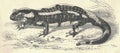 Antique engraved illustration of the fire salamander. Vintage illustration of fire salamander. Old engraved picture of