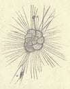 Antique engraved illustration of a foraminifera. Vintage illustration of a foraminifera. Old picture. Book illustration