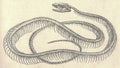 Antique engraved illustration of the grass snake skeleton. Vintage illustration of the ring snake skeleton. Old engraved