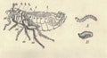 Antique engraved illustration of the human flea metamorphosis. Vintage illustration of the house flea metamorphosis. Old