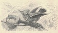 Antique Engraved Illustration Of The Hummingbird. Vintage Illustration Of The Hummer. Old Engraved Picture Of The Bird.