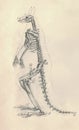 Antique engraved illustration of the kangaroo skeleton. Vintage illustration of the kangaroo skeleton. Old engraved