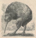 Antique engraved illustration of the kiwi bird. Vintage illustration of the kiwi. Old engraved picture of the bird. Royalty Free Stock Photo