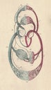 Antique engraved illustration of a mammalian blood circulation. Vintage illustration of a mammalian blood circulation