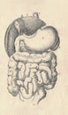 Antique engraved illustration of mammalian digestive system. Vintage illustration of digestive system with letter legend