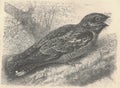 Antique engraved illustration of the nightjar. Vintage illustration of the goatsucker. Old engraved picture of the bird.