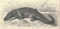 Antique engraved illustration of the Nile crocodile. Vintage illustration of the Nile crocodile. Old engraved picture of