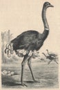 Antique engraved illustration of the ostrich. Vintage illustration of the ostrich. Old engraved picture of the bird.