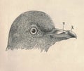 Antique engraved illustration of the pigeon head. Vintage illustration of the dove head. Old engraved picture of the