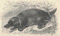 Antique engraved illustration of the platypus. Vintage illustration of the platypus. Old engraved picture of the animal.
