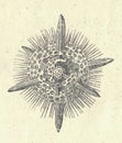 Antique engraved illustration of a radiolaria - Actinomma. Vintage illustration of a radiolaria - Actinomma. Old picture