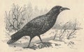 Antique engraved illustration of the rook. Vintage illustration of the rook. Old engraved picture of the bird.
