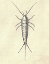 Antique engraved illustration of the silverfish. Vintage illustration of the silverfish. Old engraved picture of the