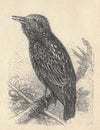 Antique engraved illustration of the starling. Vintage illustration of the European starling. Old engraved picture of