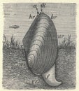 Antique engraved illustration of swan mussel. Vintage illustration of Anodonta cygnea. Old engraved picture. Book