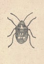 Antique engraved illustration of the true bug. Vintage illustration of the bug. Old engraved picture of the Hemiptera.