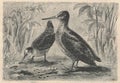 Antique engraved illustration of the woodcock. Vintage illustration of the woodcock. Old engraved picture of the bird.