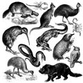 Australian fauna set Royalty Free Stock Photo