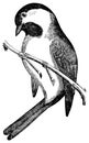 Chickadee I Antique Bird Illustrations