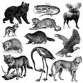 North American fauna illustrations