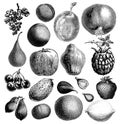 Fruit vintage illustrations