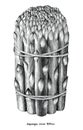 Antique engraving illustration of asparagus black and white clip art isolated on white background Royalty Free Stock Photo