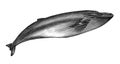 Antique engraving illustration of Blue whale black and white isolated on white background Royalty Free Stock Photo