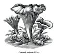 Antique engraving illustration of Chanterelle Mushroom hand draw black and white clip art isolated on white background