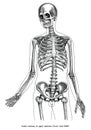 Antique engraving illustration of Human anatomy of upper skeleton front view black and white clip art isolated on white Royalty Free Stock Photo