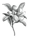 Antique engraving illustration of Magnolia flower twig black and white botanical clip art isolated on white background Royalty Free Stock Photo