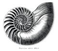 Antique engraving illustration of Nautilus shell hand draw black and white clip art isolated on white background Royalty Free Stock Photo