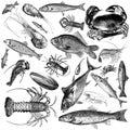 Seafood mix vintage illustrations Royalty Free Stock Photo