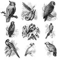 Set of talking birds