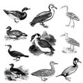 Set of water birds illustrations