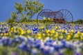Antique farm equipment in a field of bluebonnets Royalty Free Stock Photo