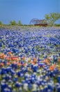 Antique farm equipment in a field of bluebonnets Royalty Free Stock Photo