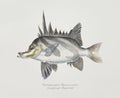 Antique fish pentaceropsis recurvirostris long-snout boarfish illustration drawing Royalty Free Stock Photo