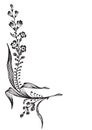 Antique flower corner engraving (vector)