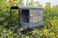 Antique fortune telling carriage in a sunflower field