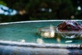 Antique fountain work of art in the form of a horse on a bowl of water acting Royalty Free Stock Photo