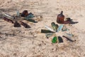 Antique glass bottles, desert artwork Royalty Free Stock Photo