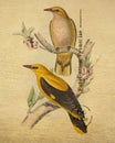 Antique Golden Oriole Bird Wall Art Illustration