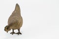 Antique grunge brass chicken sculpture isolated on white background Royalty Free Stock Photo