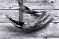 Antique Gunpowder Horn Royalty Free Stock Photo