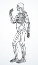 Human skeleton. Vector schematic drawing Royalty Free Stock Photo