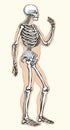 Human skeleton. Vector schematic drawing Royalty Free Stock Photo