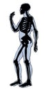 Human skeleton. Vector schematic drawing Royalty Free Stock Photo